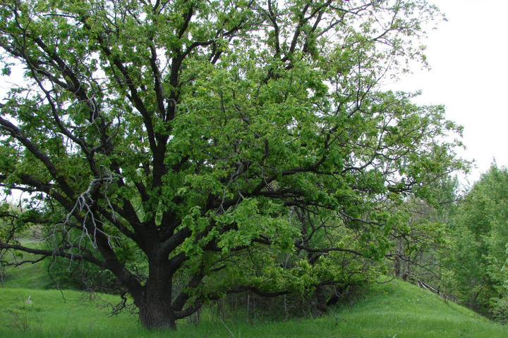 Дуб из Гагаринского района внесли в реестр старовозрастных деревьев
