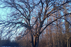 Дуб из особо охраняемой территории в Энгельсе поборется за звание «Российское дерево года»