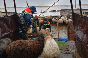 Спасатели эвакуировали более 230 животных из подтопленного села в Балаковском районе